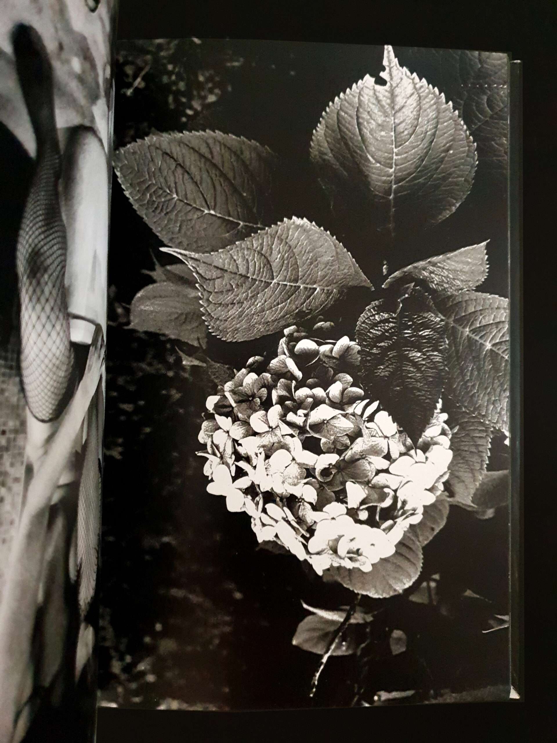 Orizuru - Daido Moriyama12 Orizuru - Daido Moriyama12