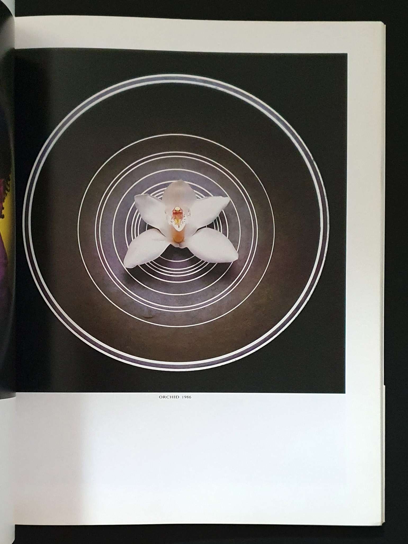 Robert Maplethorpe - Parco publishing5