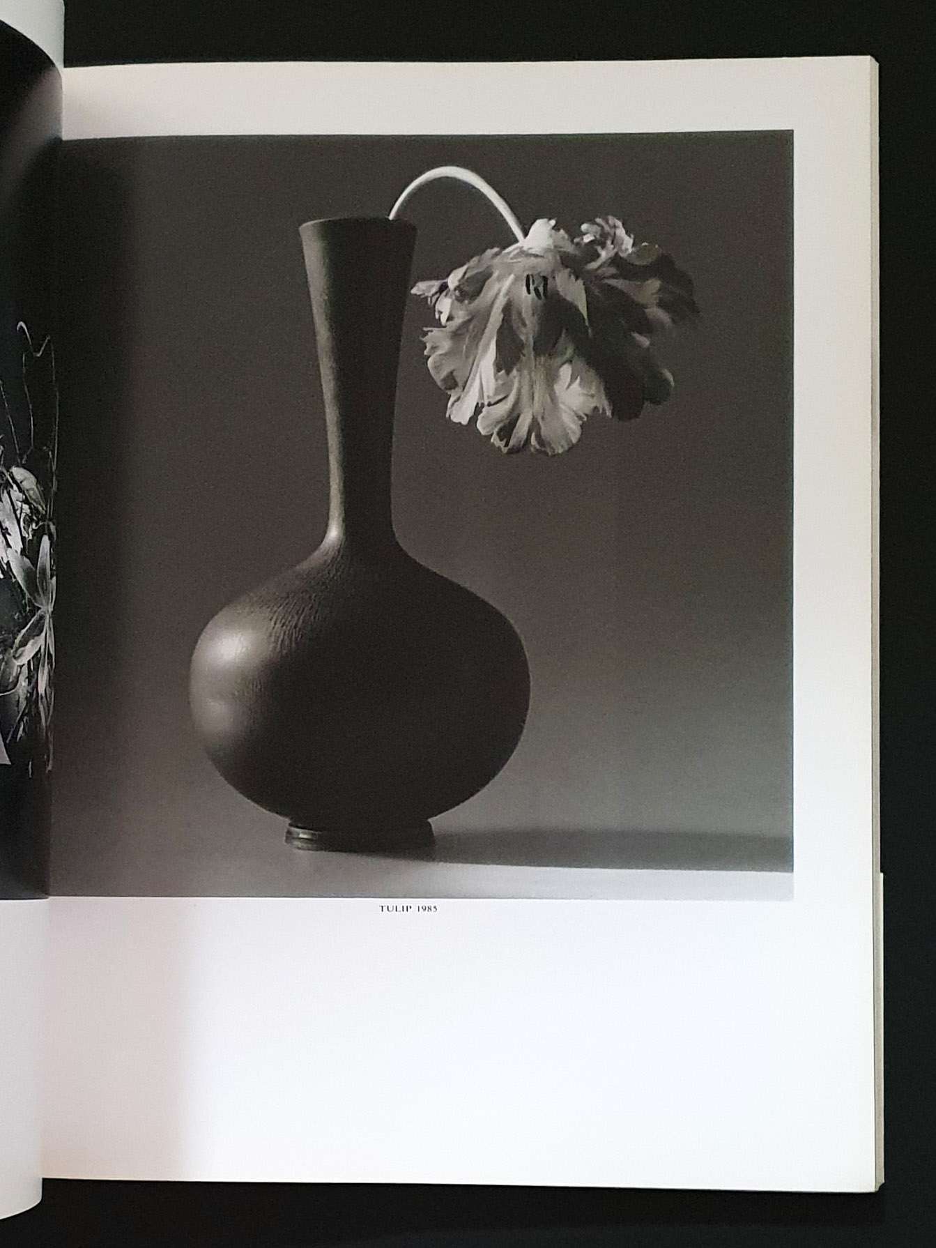 Robert Maplethorpe - Parco publishing7