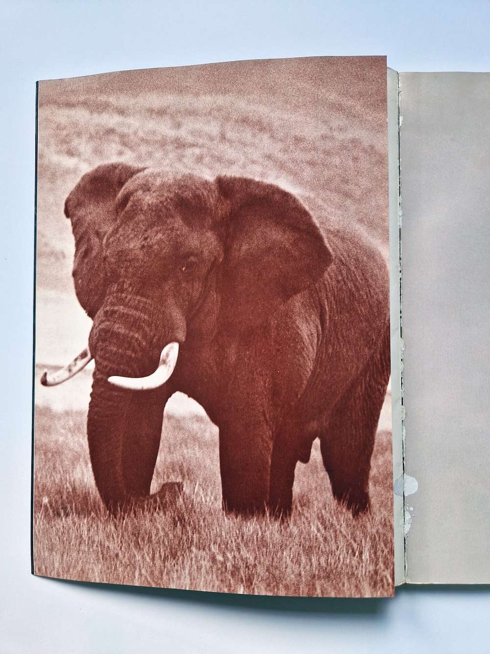 Ema nude in Africa Masaya Nakamura, Sam Haskins 5 Ema nude in Africa Masaya Nakamura, Sam Haskins 5