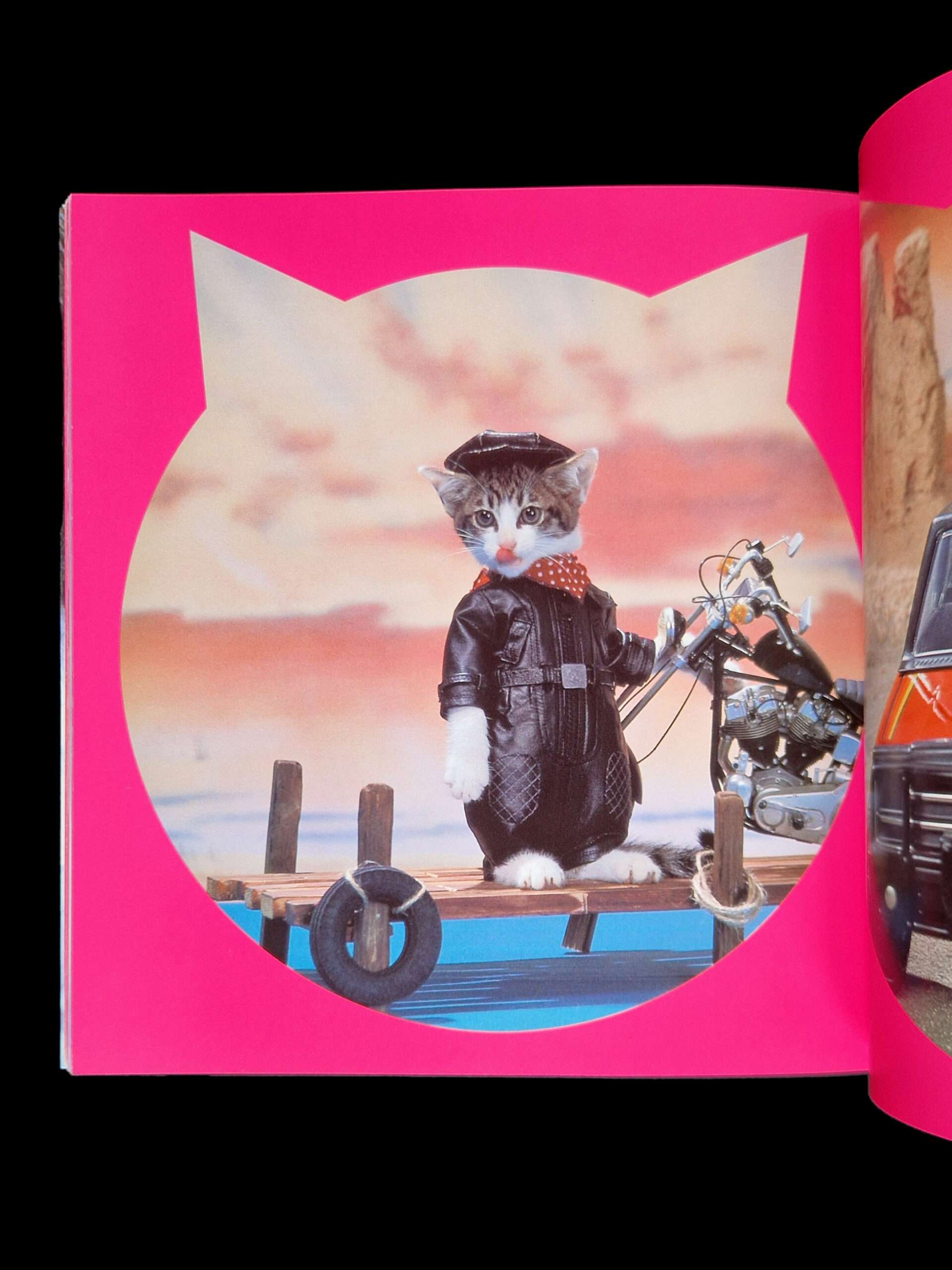 Rock n roll Cats Kyoichi Tsuzuki 19 Rock n roll Cats Kyoichi Tsuzuki 19