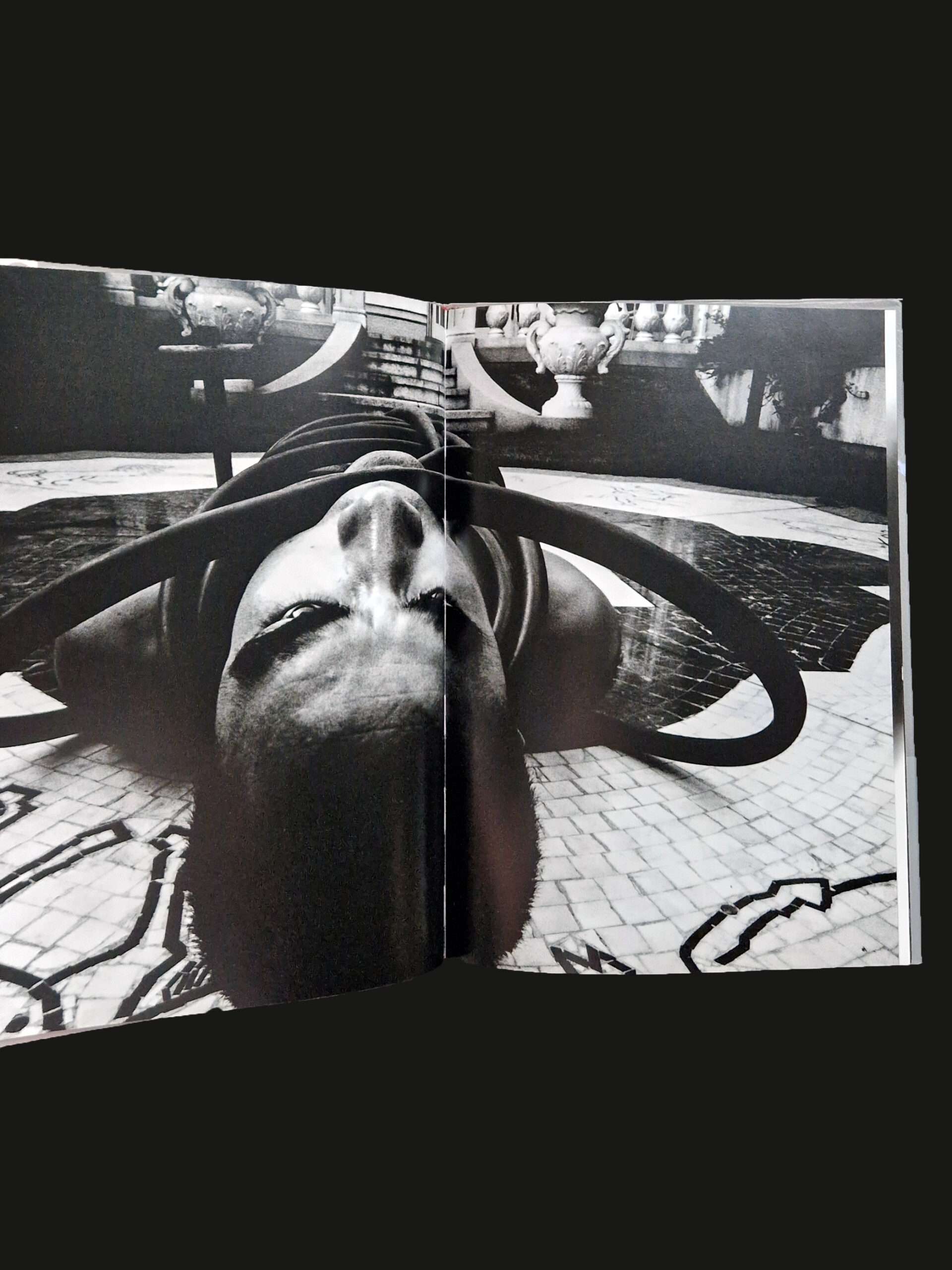 Barakei (Ordeal by Roses) – Eikoh Hosoe 13