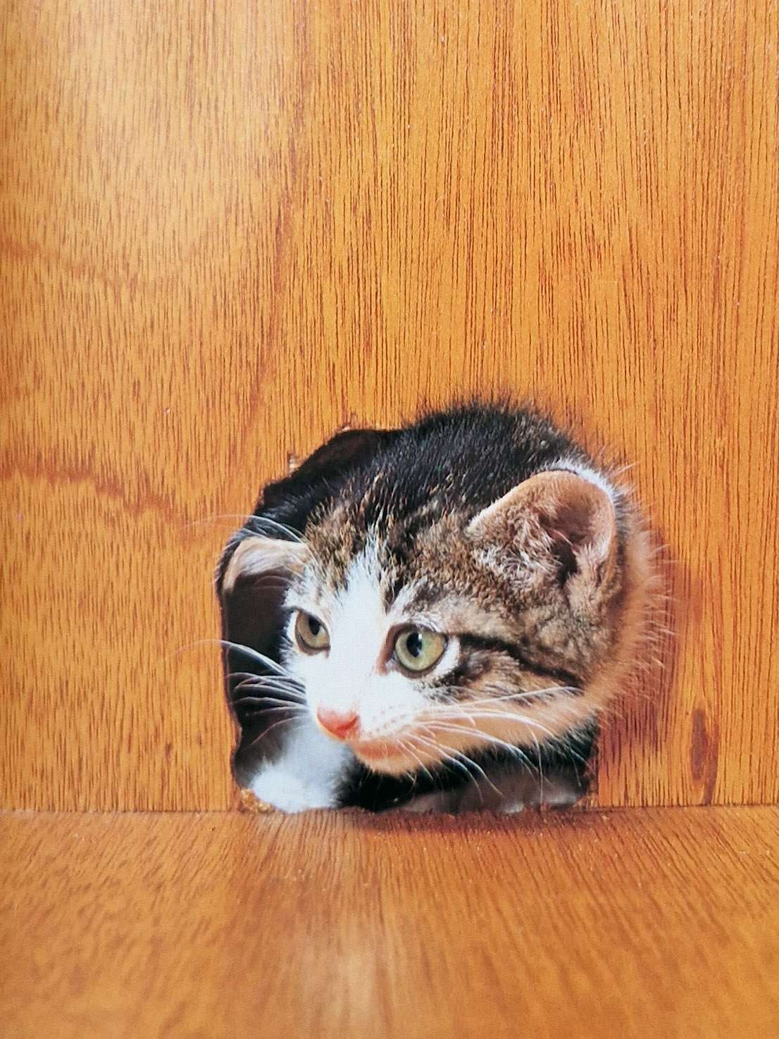 Viva! Toppo kitten book Toshi Wakita 8