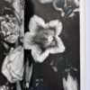 Erotos The work of Nobuyoshi Araki 16 9