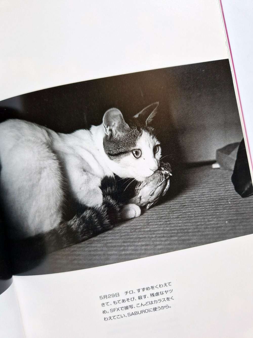 The works of Nobuyoshi Araki 10 Chiro, Araki and 2 lovers bis 10 The works of Nobuyoshi Araki 10 Chiro, Araki and 2 lovers bis 10