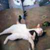 The works of Nobuyoshi Araki 10 Chiro, Araki and 2 lovers bis 12