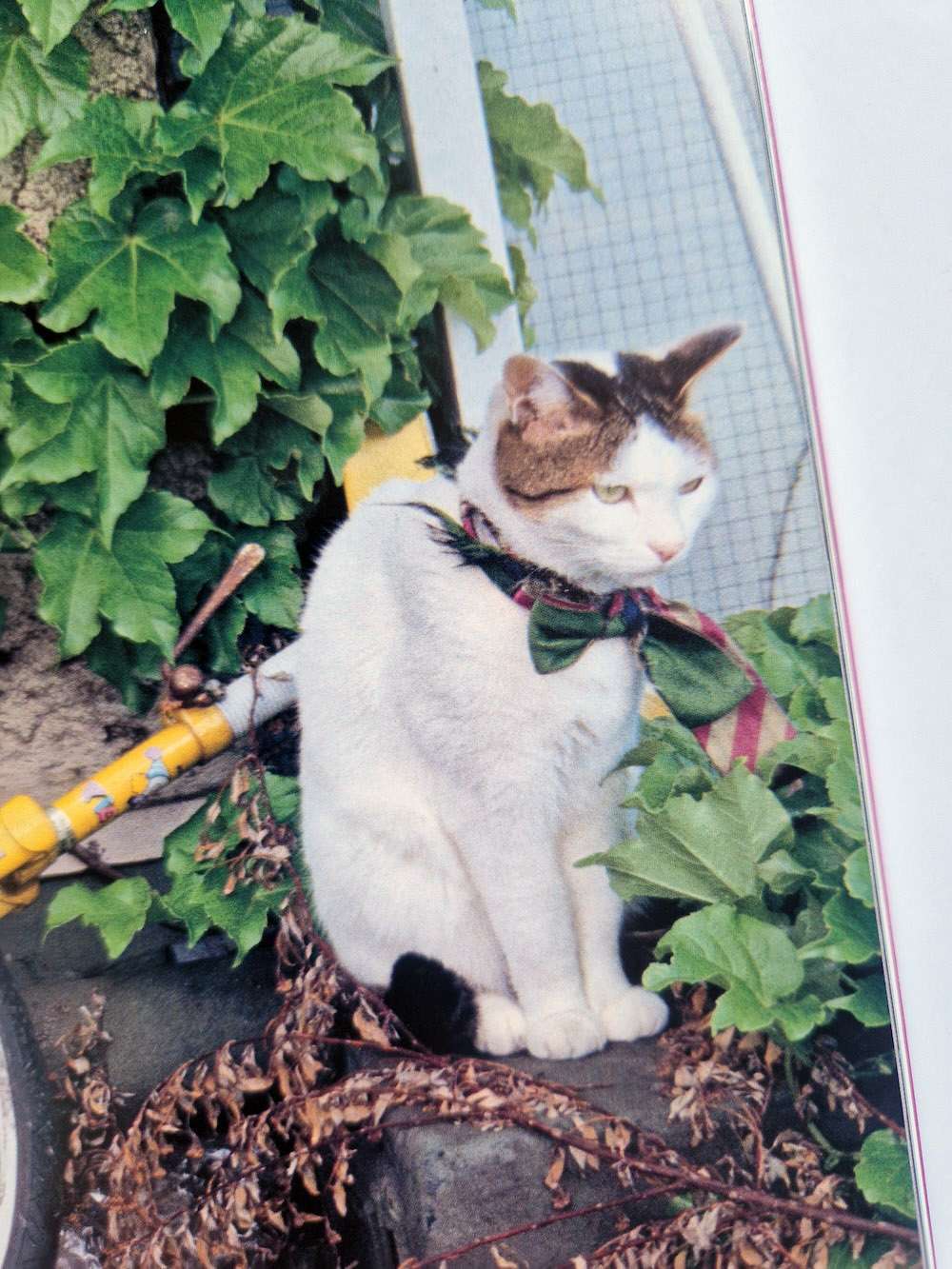 The works of Nobuyoshi Araki 10 Chiro, Araki and 2 lovers bis 14 The works of Nobuyoshi Araki 10 Chiro, Araki and 2 lovers bis 14