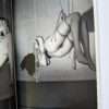 Bondage The Works of Nobuyoshi Araki 18 6
