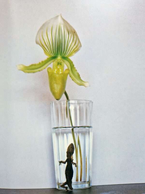 The Works of Nobuyoshi Araki 17 Sensual Flowers 11