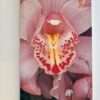 The Works of Nobuyoshi Araki 17 Sensual Flowers 14