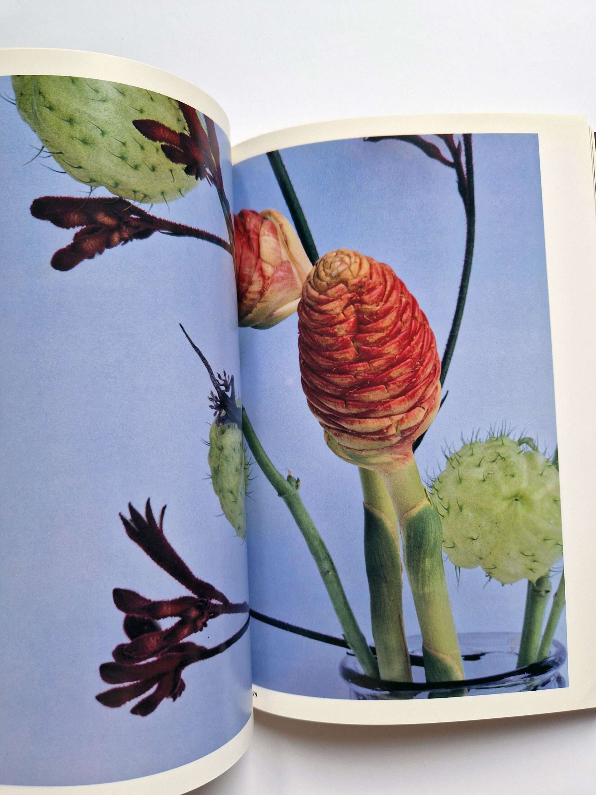 The Works of Nobuyoshi Araki 17 Sensual Flowers 6 The Works of Nobuyoshi Araki 17 Sensual Flowers 6