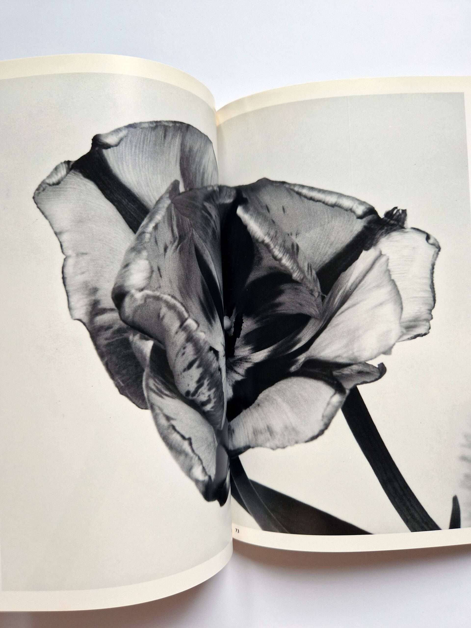 The Works of Nobuyoshi Araki 17 Sensual Flowers 7 The Works of Nobuyoshi Araki 17 Sensual Flowers 7