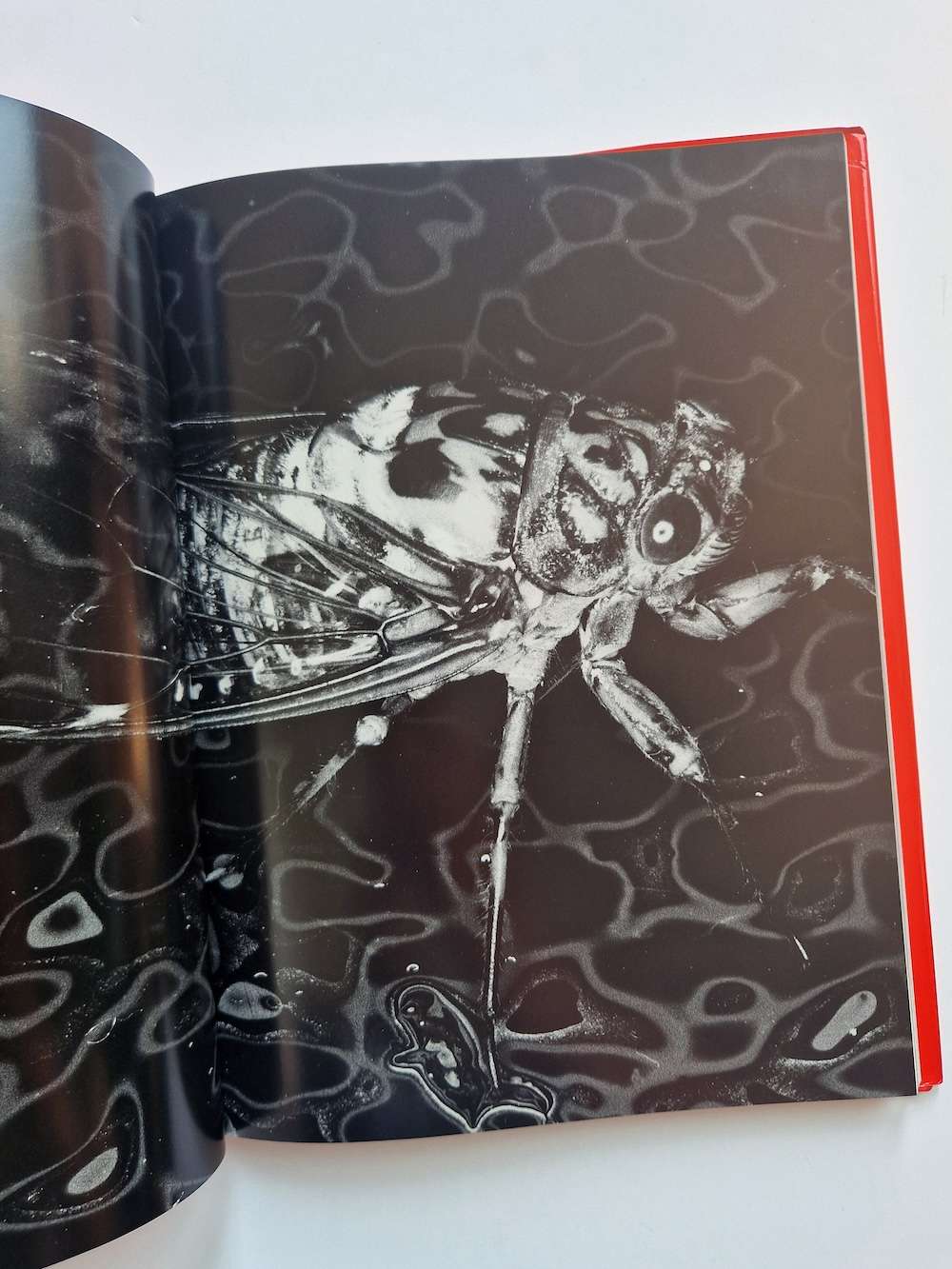 Erotos Nobuyoshi Araki 13 Erotos Nobuyoshi Araki 13
