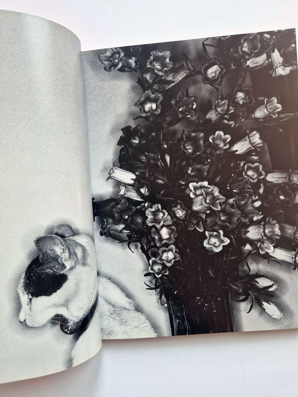 Erotos Nobuyoshi Araki 7 Erotos Nobuyoshi Araki 7