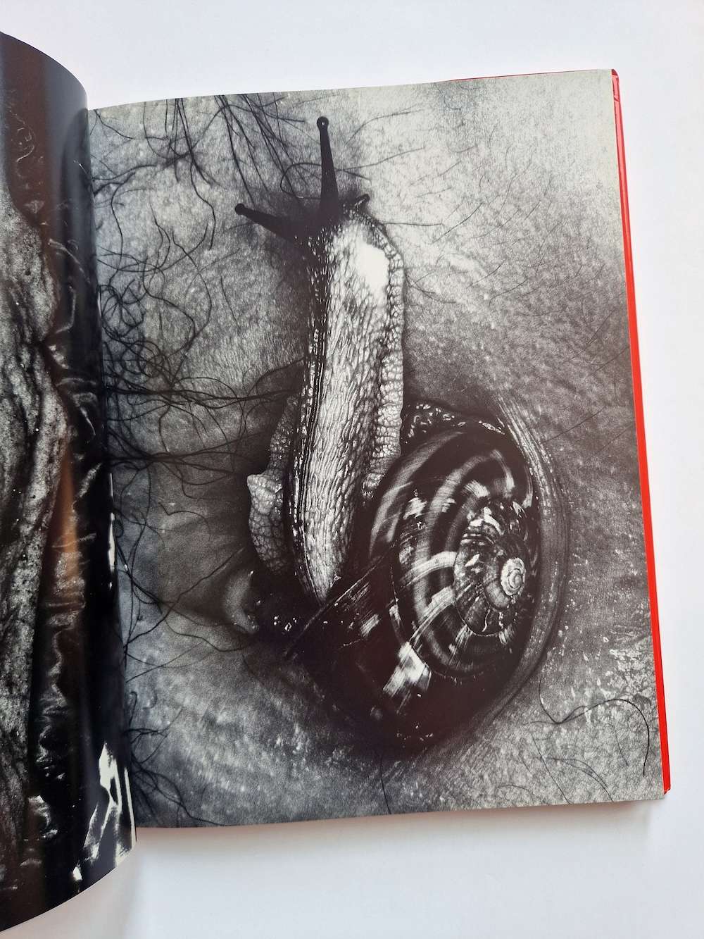 Erotos Nobuyoshi Araki 9 Erotos Nobuyoshi Araki 9