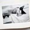 Sentimental Journey Spring Journey Nobuyoshi Araki 14