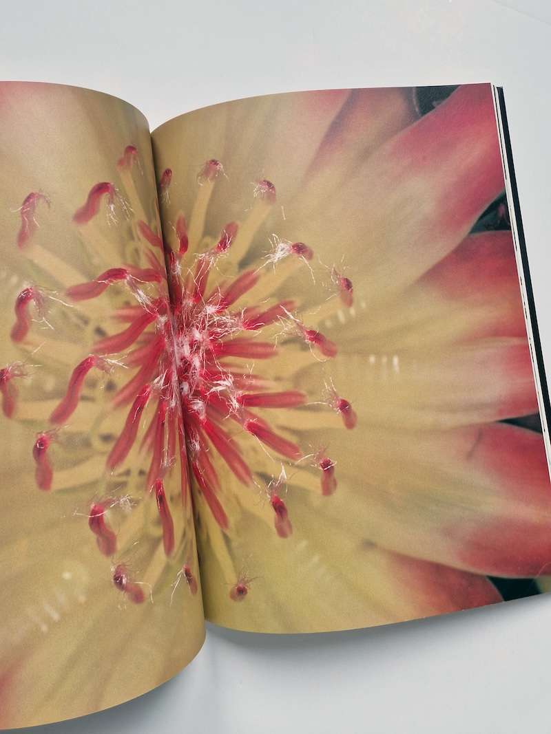 Hana Jinsei Nobuyoshi Araki 12