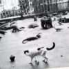 Sentimental Journey Spring Journey Nobuyoshi Araki 20