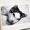 Sentimental Journey Spring Journey Nobuyoshi Araki 4