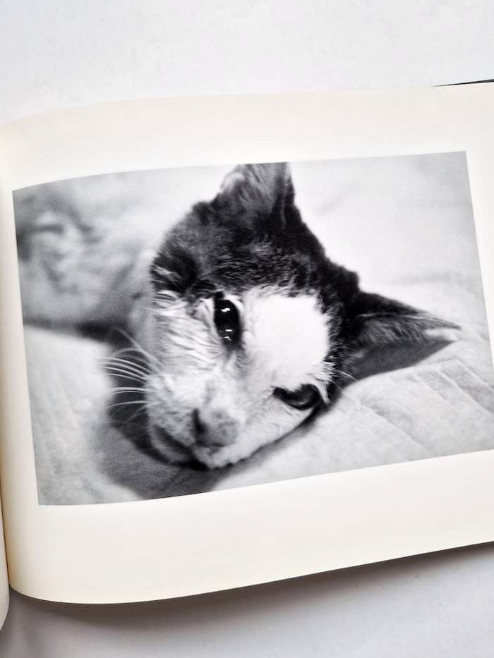 Sentimental Journey Spring Journey Nobuyoshi Araki 4