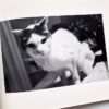 Sentimental Journey Spring Journey Nobuyoshi Araki 6